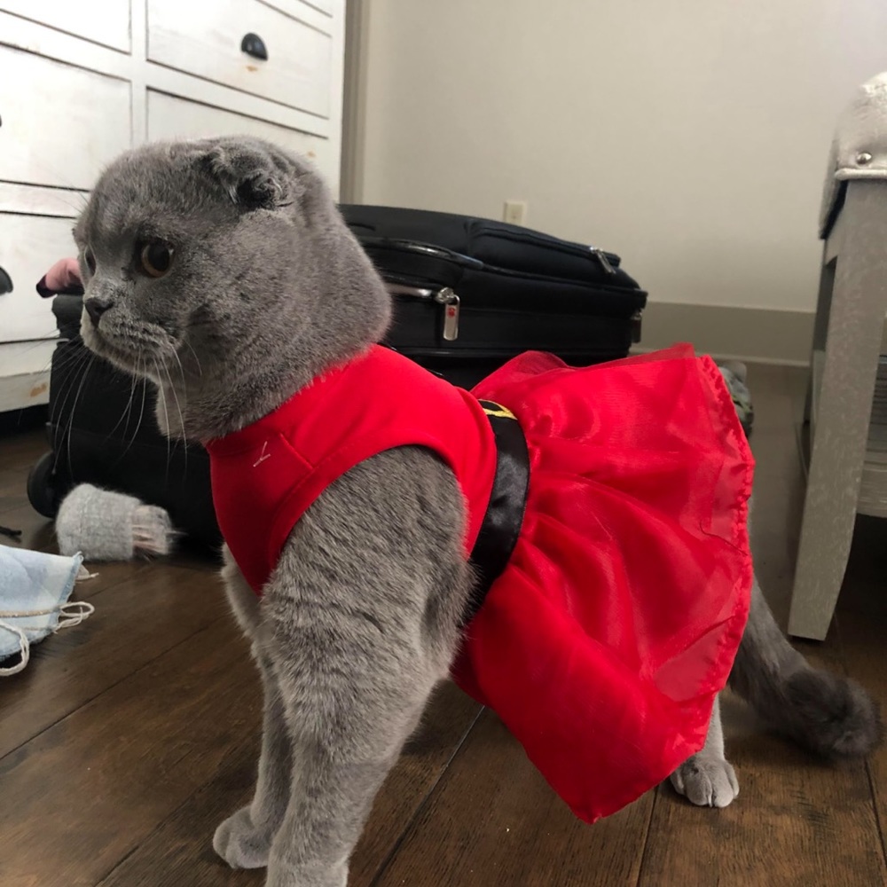 Small pet Christmas dress